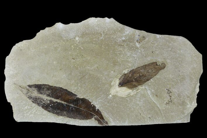 Two Fossil Leaves (Salix And Lygodium) - Green River Formation, Utah #117965